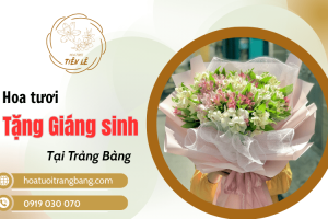 Địa chỉ mua hoa tặng Noel – Giáng sinh đẹp, giá rẻ Trảng Bàng
